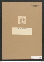 Gompyloneis grevillei (W. Sm.) Grun. (de-Toni-Nr.: Genus 39, Species 1795) Zeichnungen Sammlung Grunow Nr. 3571 (NHMW-BOT-W0371156)